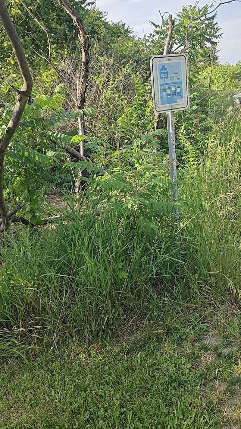 Wildlife You Would Not Expect to Find This Close to Town