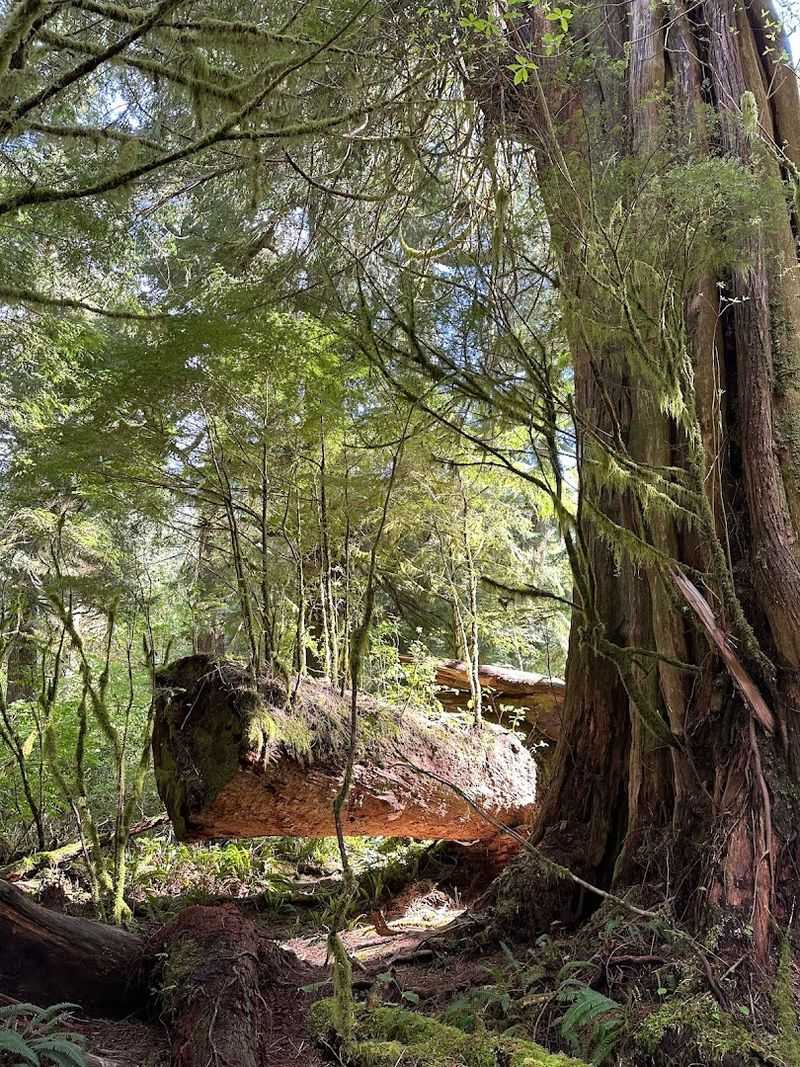 Old-Growth Trees: Giants Along the Path