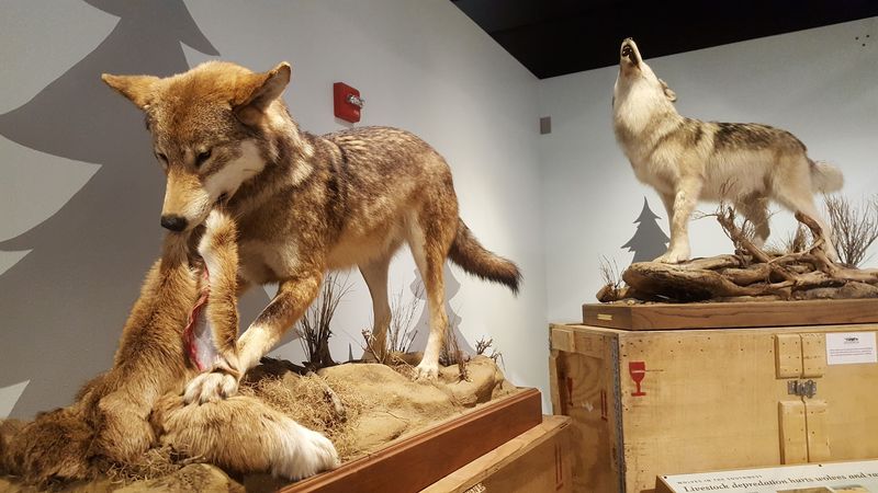 The Wolves of Yellowstone Visual Narrative