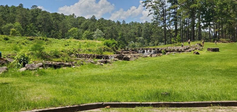 Wildlife Watching: The Unexpected Stars of the Forest