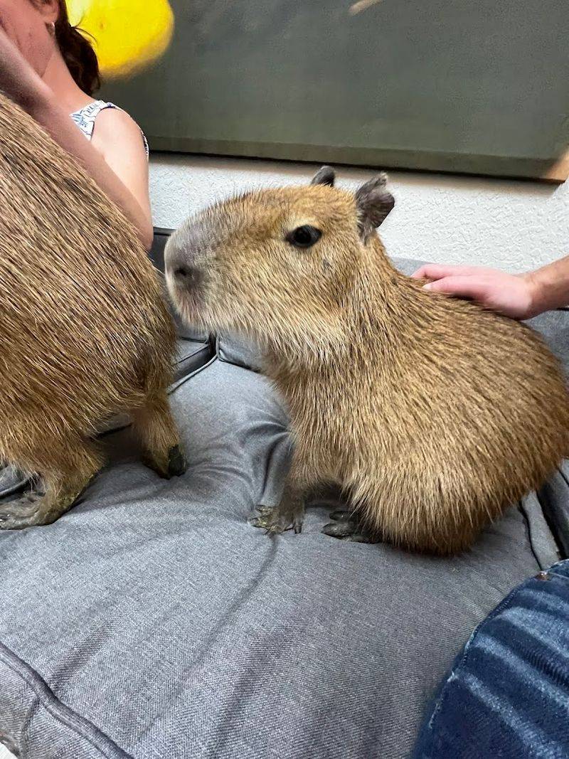 The Feed And Pet Portion That Makes Phones Come Out Fast