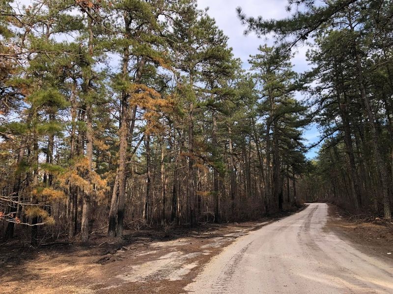 Pine Barrens Wildlife and Trail Snacks Along the Way