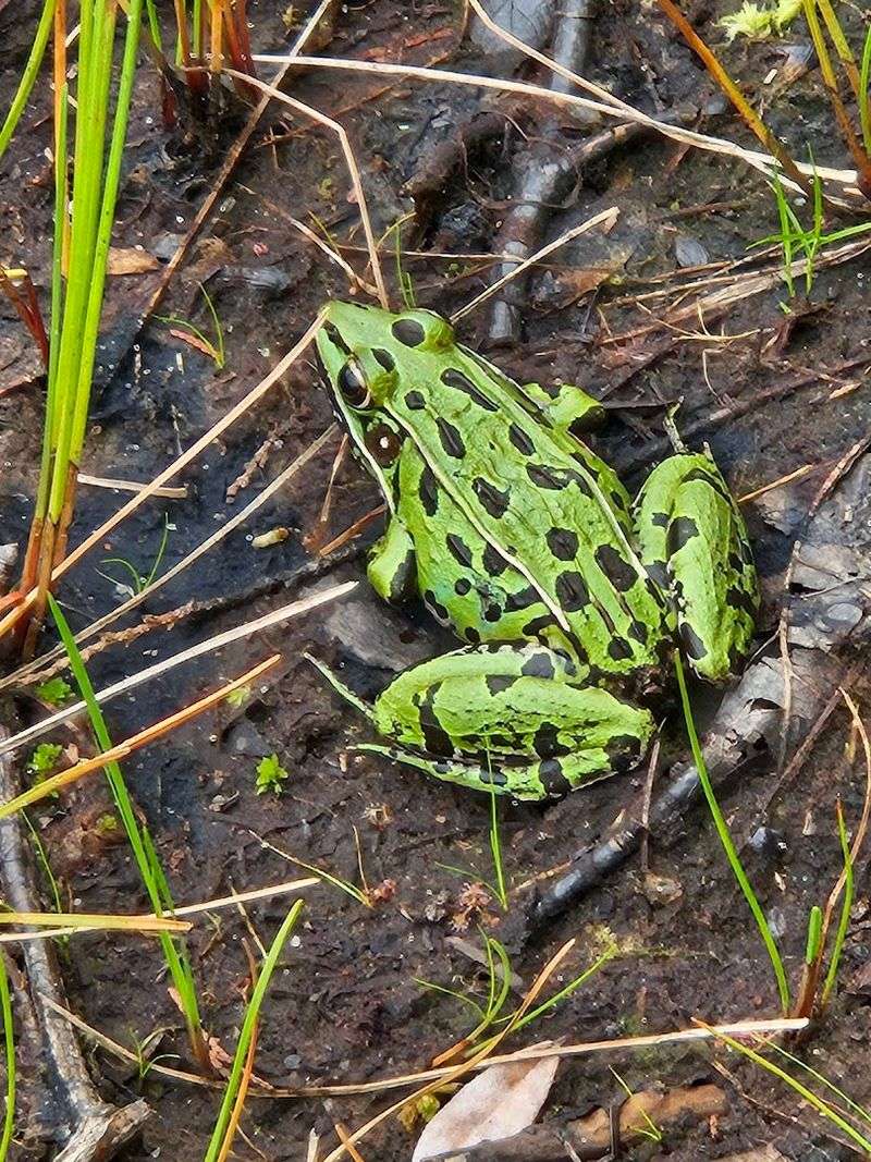 Wildlife That Shows Up When You Slow Down