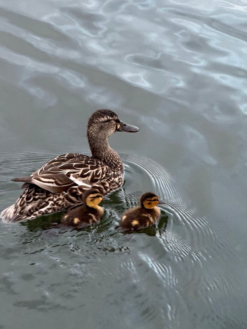 Wildlife and Nature Hiding Inside the City