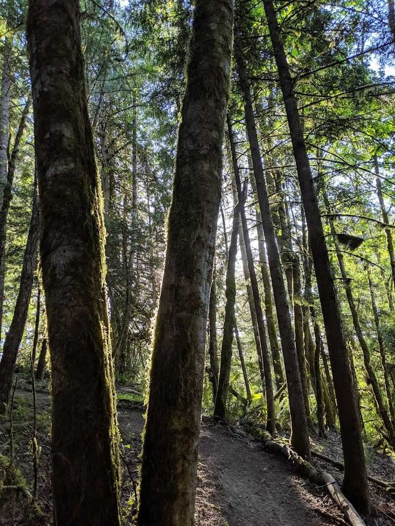 The Hiking Trails Through Forested Terrain