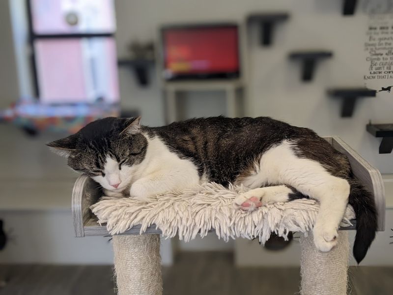 The Cats Here Are Adoptable, Which Changes Everything