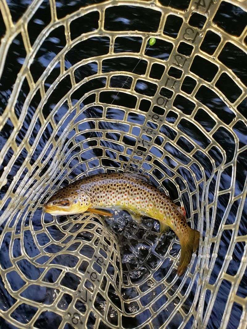Trout Fishing in a Conservation Area Unlike Any Other