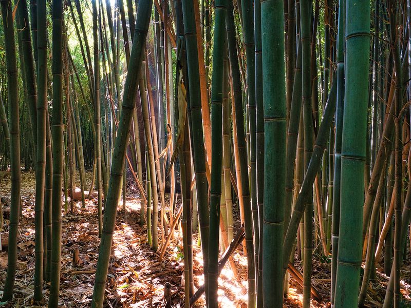 Winding Paths That Reward the Curious Walker