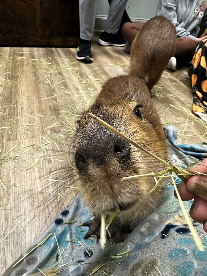 Best Visit Timing For A Calm Session And More Capybara Time