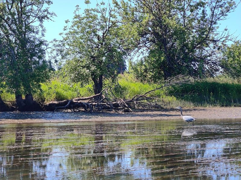 Wildlife You Will Actually See Out on the Water