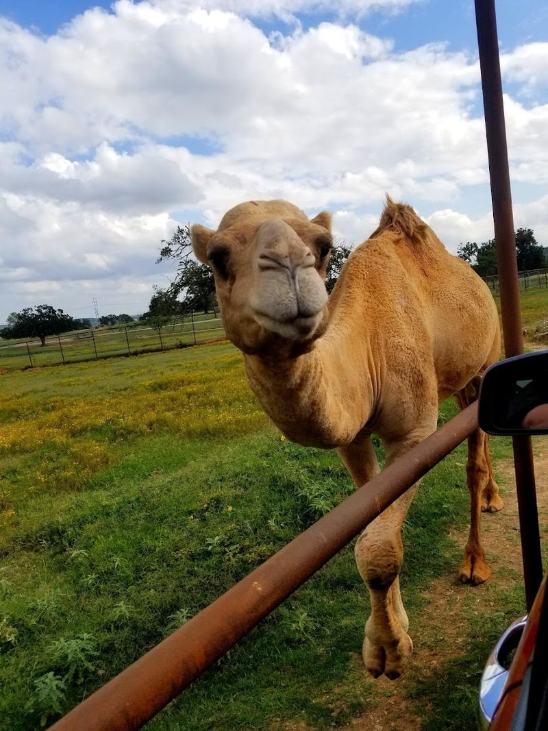 Feeding the Animals Is Absolutely the Heart of the Whole Visit