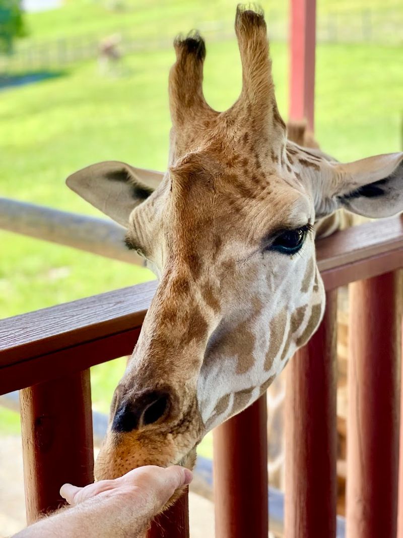 Giraffe Tower: The Sky-High Platform Where Magic Happens