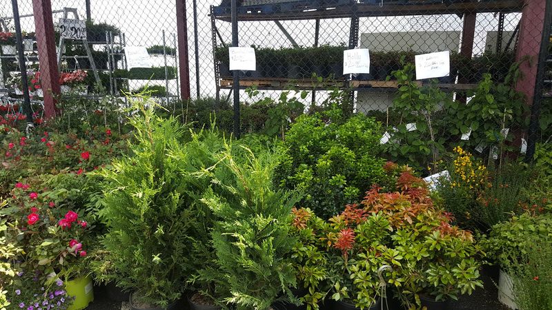 Garden Supplies and Plants for the Home Grower