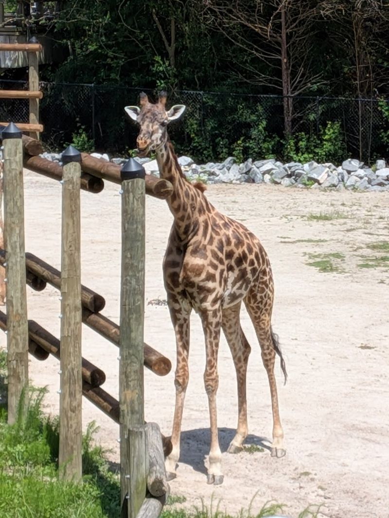 ZooFarm, the Petting Zoo Experience