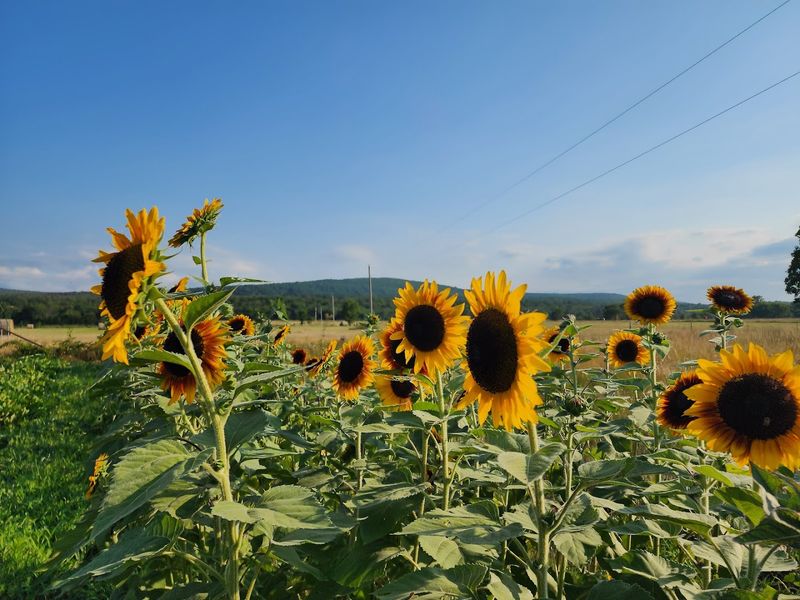 Planning Your Visit to Blue Mountain Farm in McCurtain