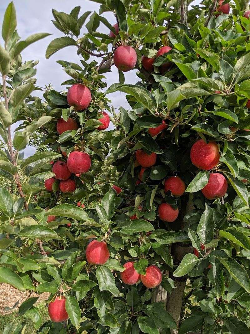 Apple Picking Adventures Across the Orchard Fields