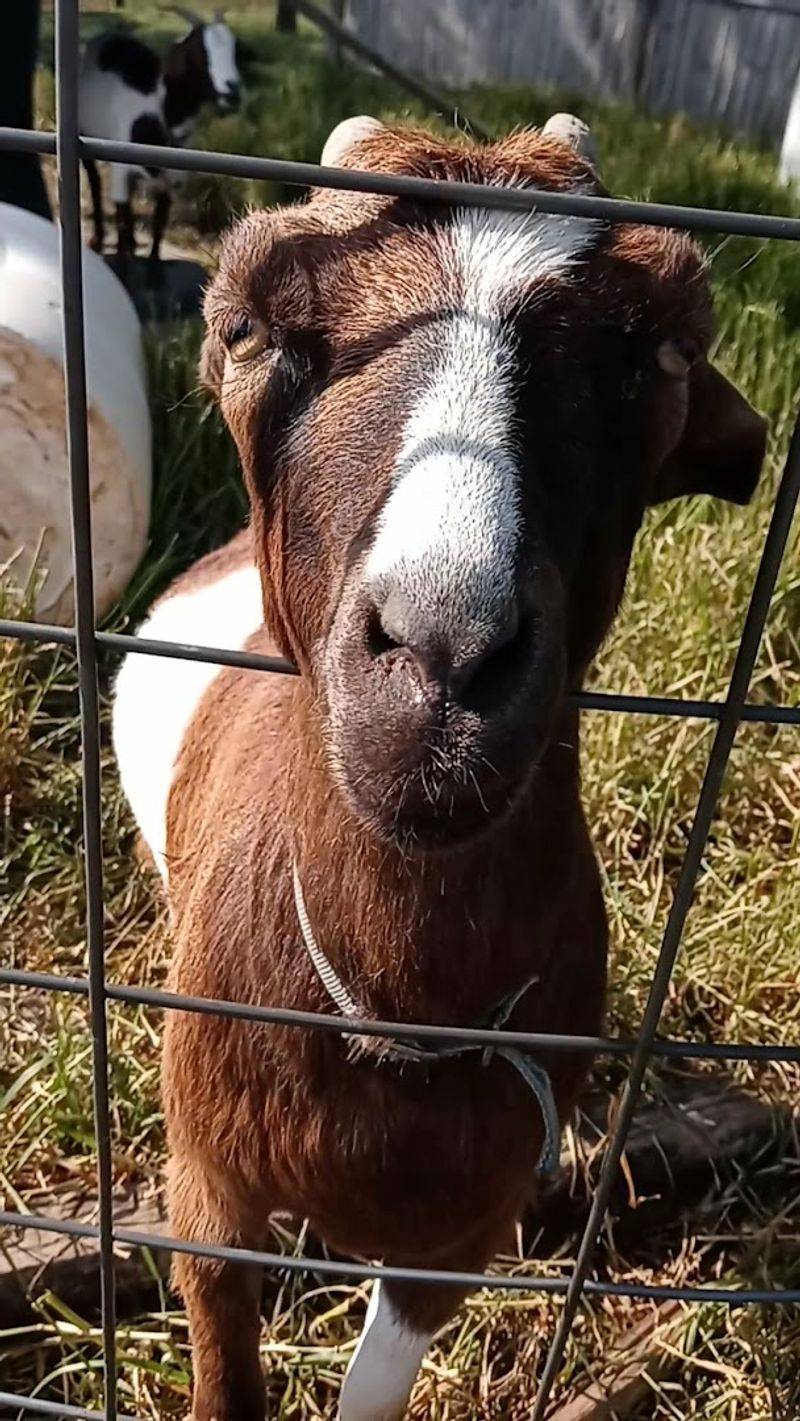 Farm Animals That Make Every Kid's Day Instantly Better