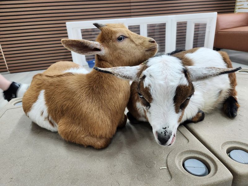 Other Animal Friends That Turn It Into A Mini Wildlife Session