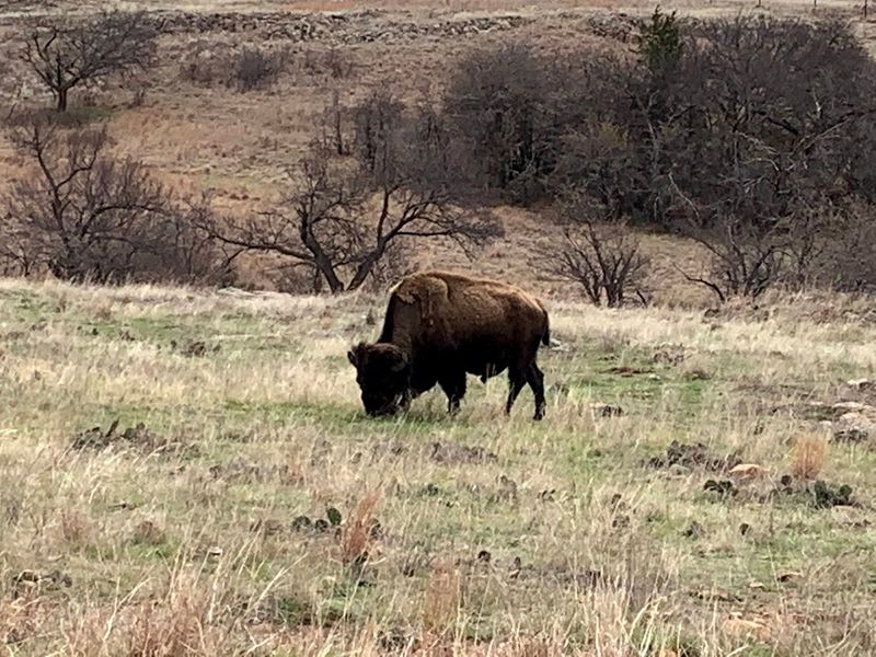 Wildlife Roaming Freely Around Every Turn