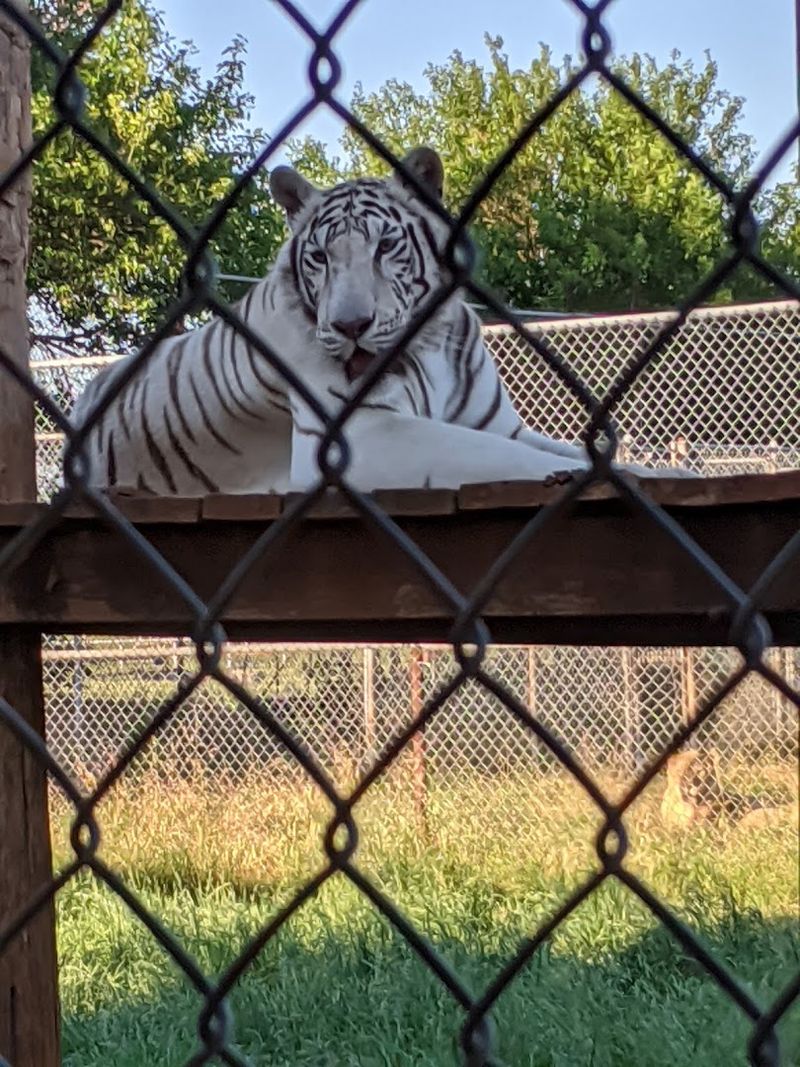 Big Cats Make Your Heart Stop