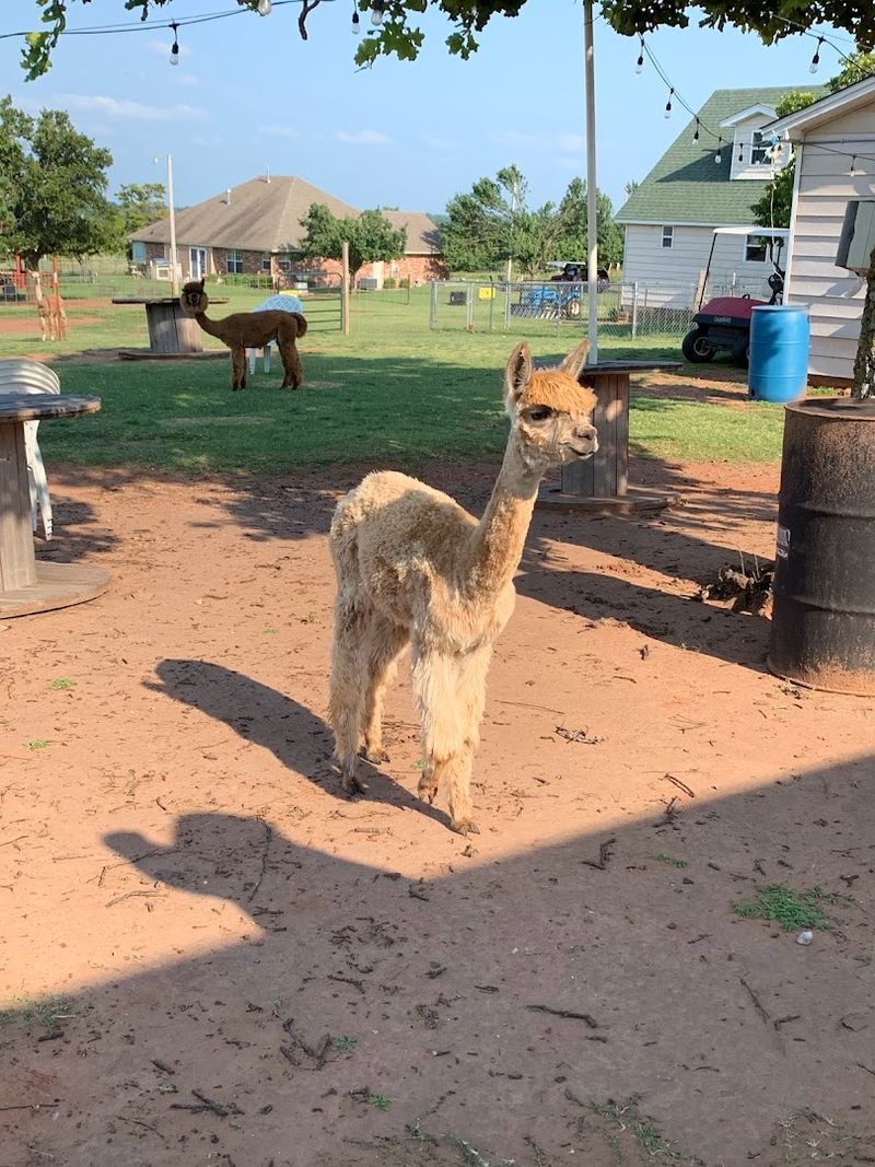 Getting Up Close With The Alpacas
