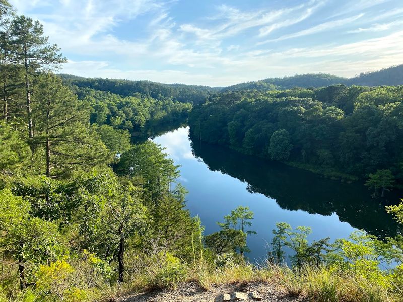 Pine Trees Dominate the Skyline in the Best Possible Way