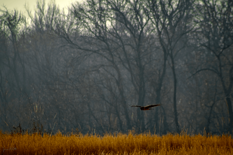 Wildlife Sightings That Will Genuinely Surprise You