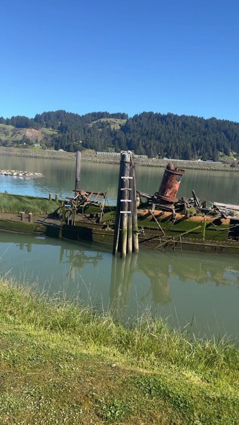 Sea Lions and Wildlife Around the Wreck
