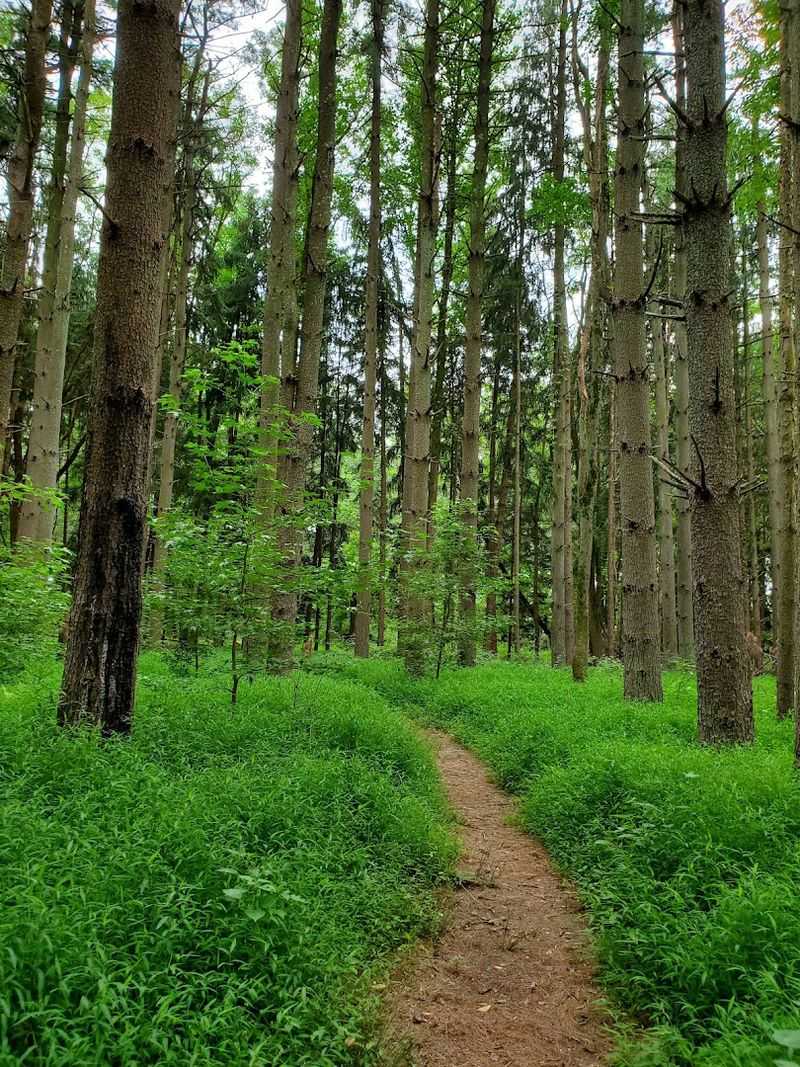 Pine Forest Trails That Feel Like a Different World