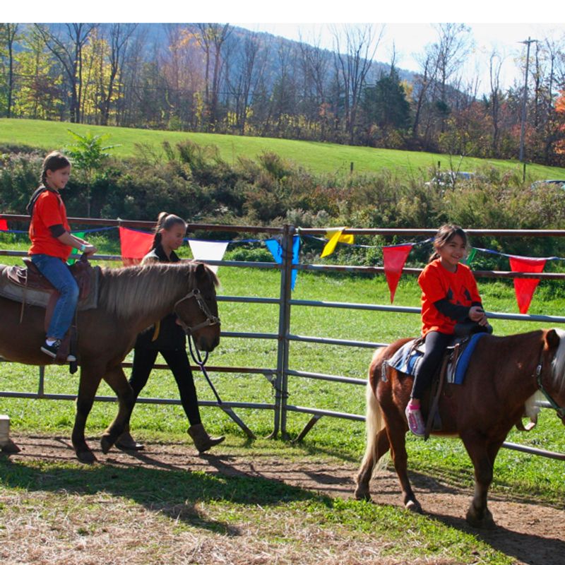 Farm Animals and Open Fields: The Unhurried Side of the Visit