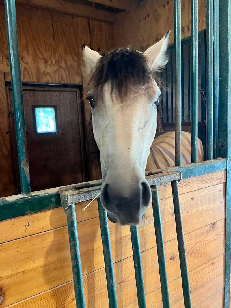 The Living Legacy of Misty of Chincoteague