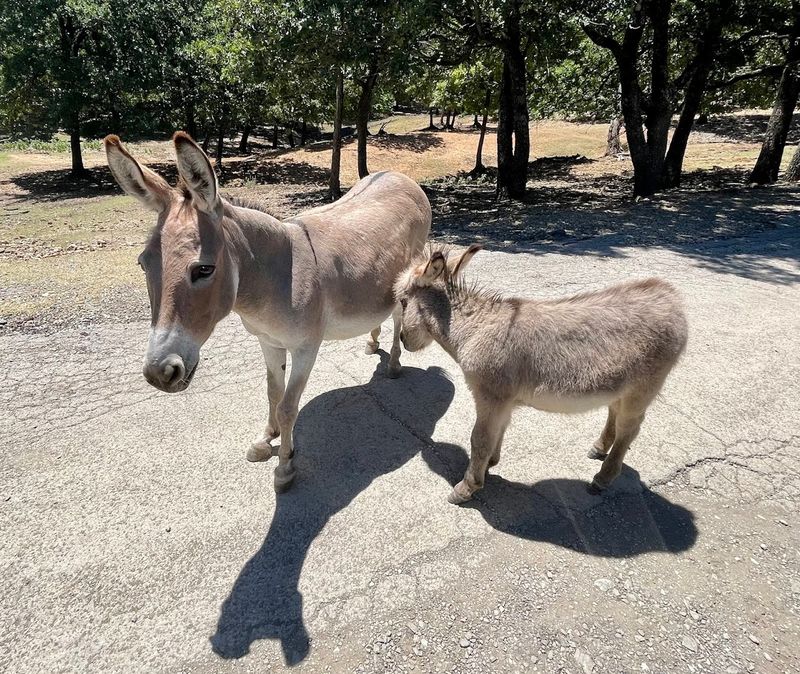 Donkeys Are the Undisputed Stars and Absolute Chaos Agents