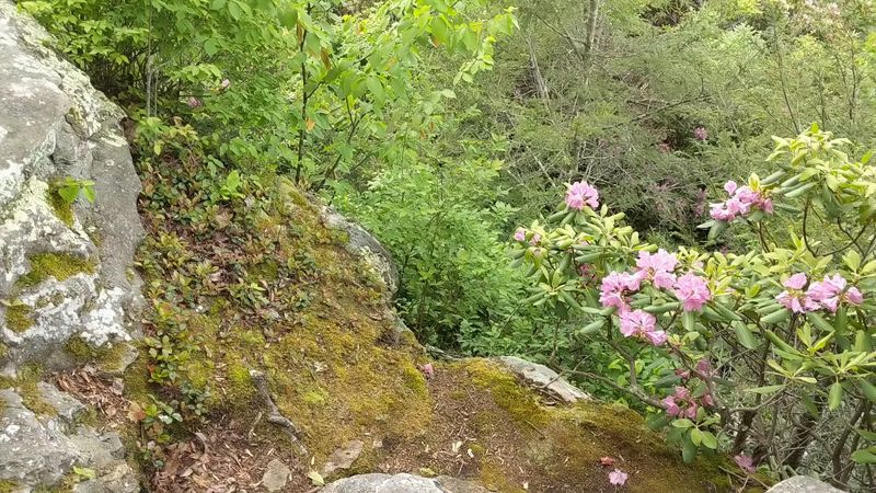 Spring Wildflowers That Paint the Trails in Color