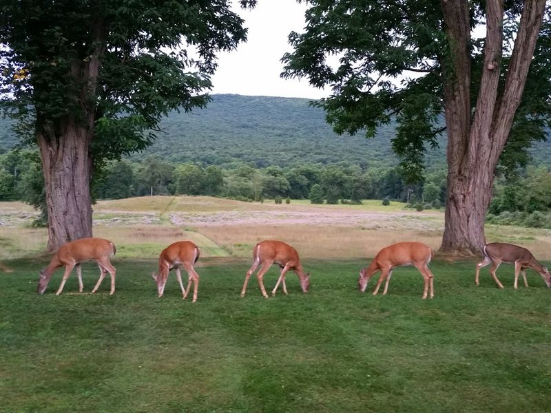 Wild Deer Grazing at Sunset, the Unofficial Main Attraction