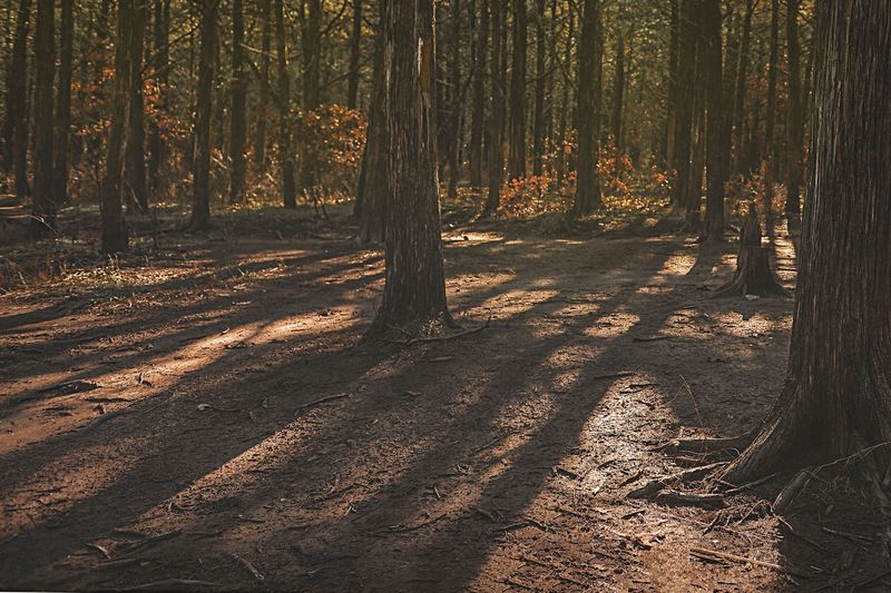 A Quiet So Deep It Feels Almost Eerie