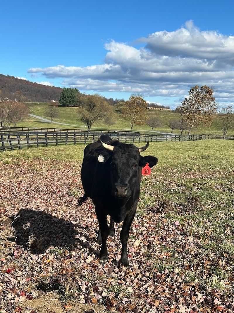 Meet the F1 Wagyu Herd Up Close