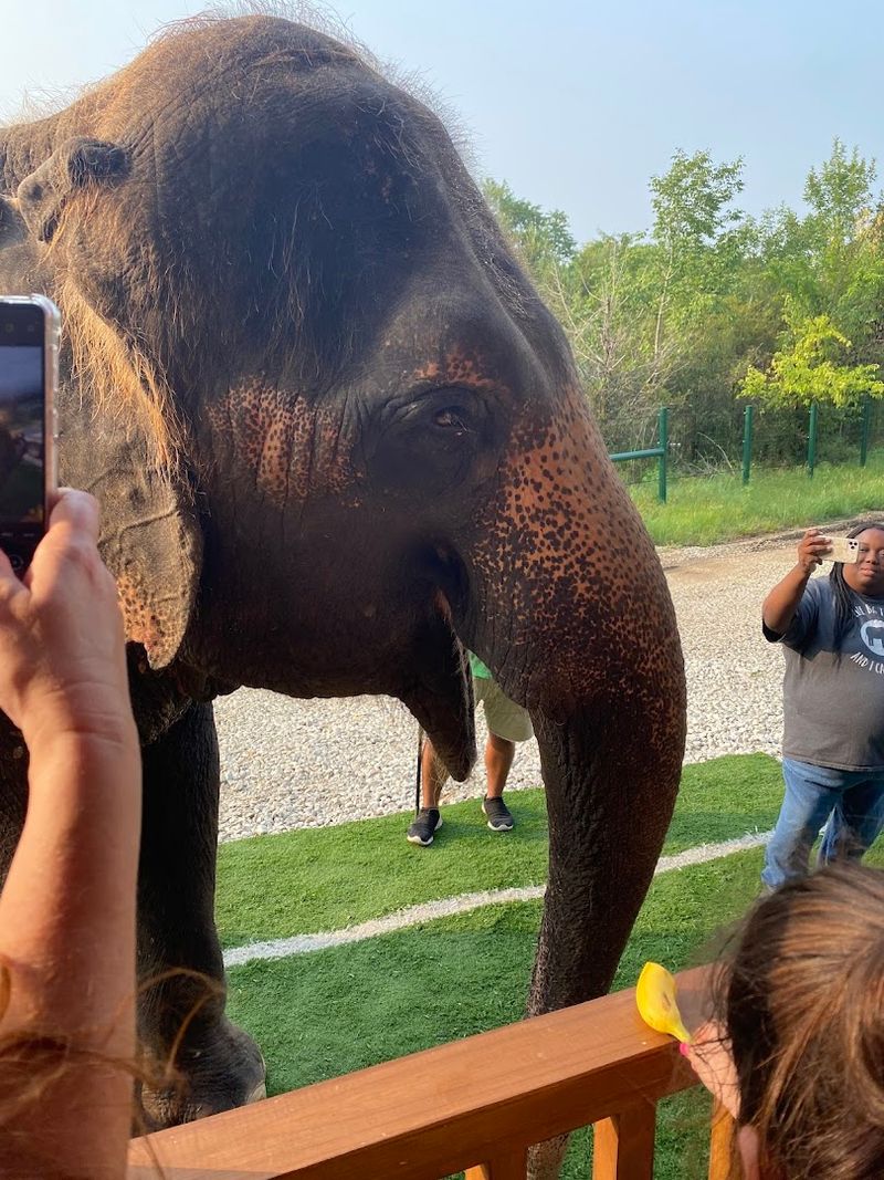 Celebrating Special Occasions With a Giant Gray Guest