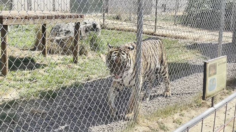 Getting Up Close With Lions and Tigers