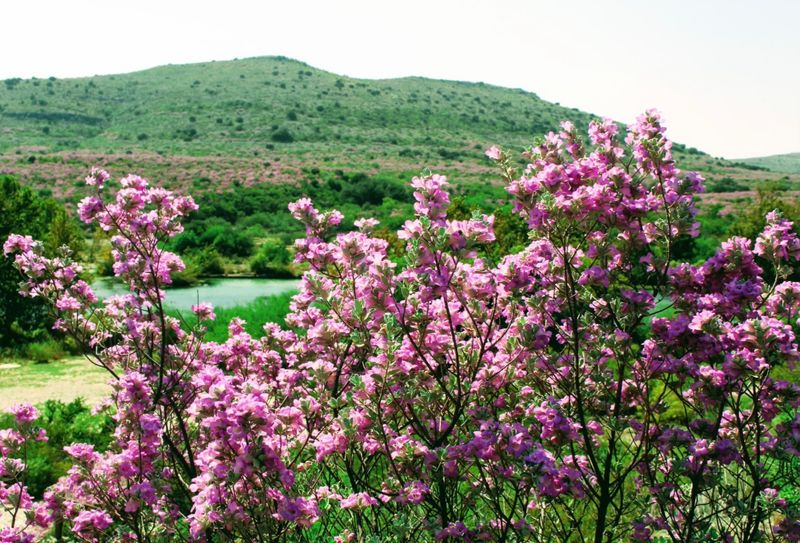 Wildlife That Shares the Space With You