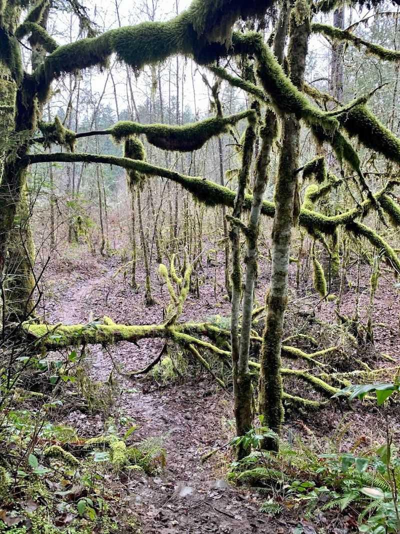 Tent and RV Camping in the Trees