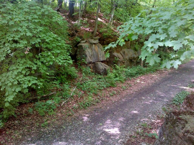 Forest Scenery Along A Peaceful And Paved Pathway