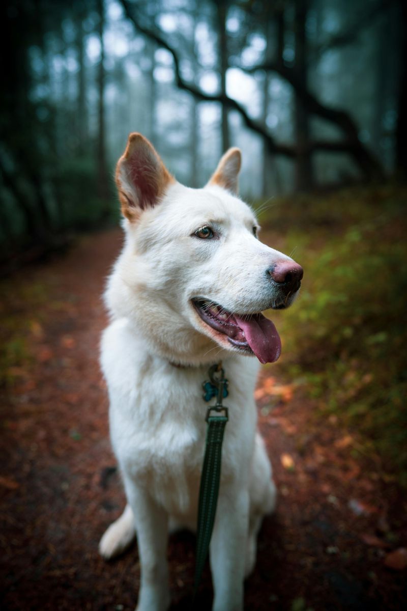 Dog-Friendly Trails That Welcome Your Four-Legged Hiking Buddy