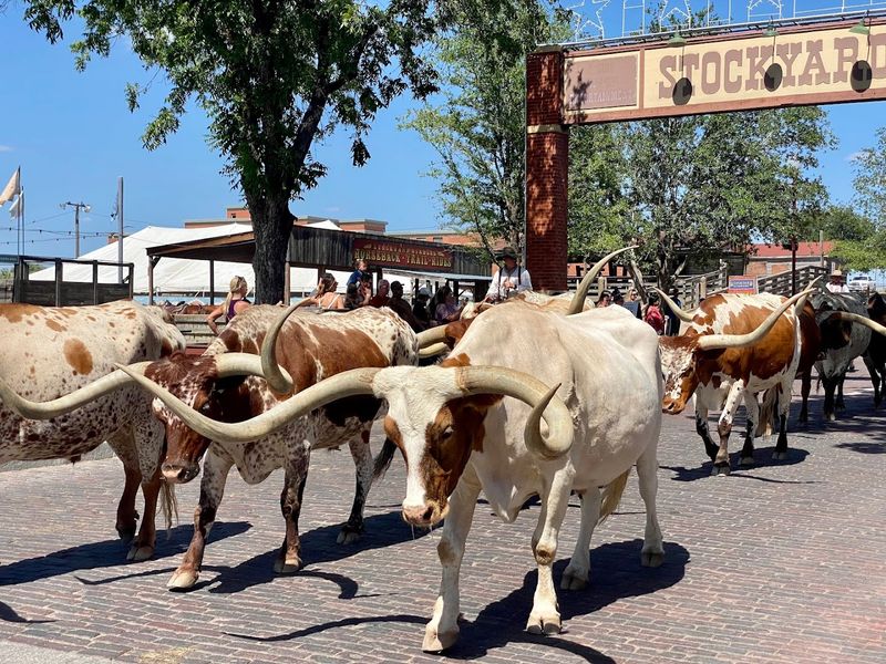 The Fort Worth Herd: A Cattle Drive You Can Watch Twice a Day