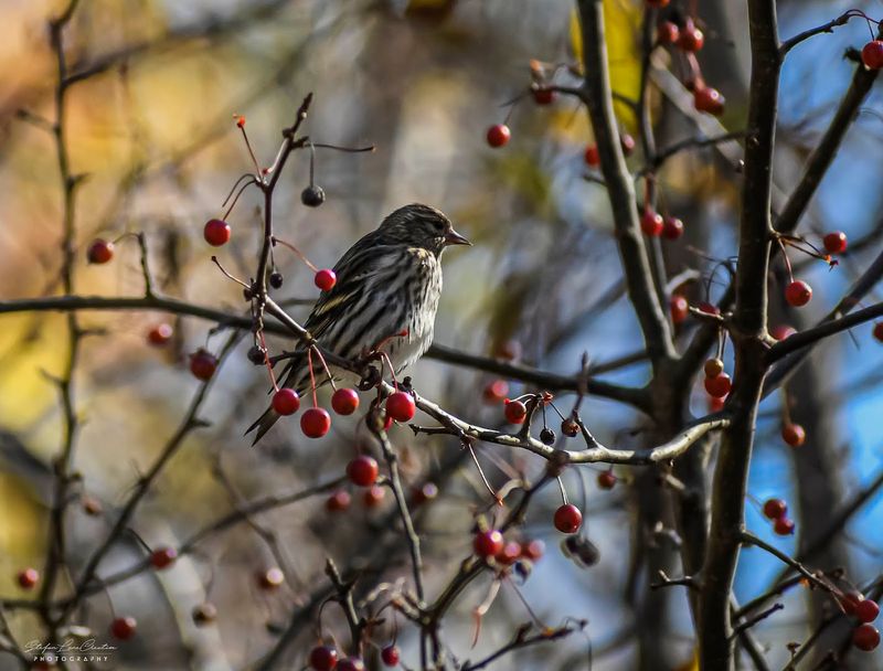 The Tree-Top Observation Deck With Views Worth the Climb