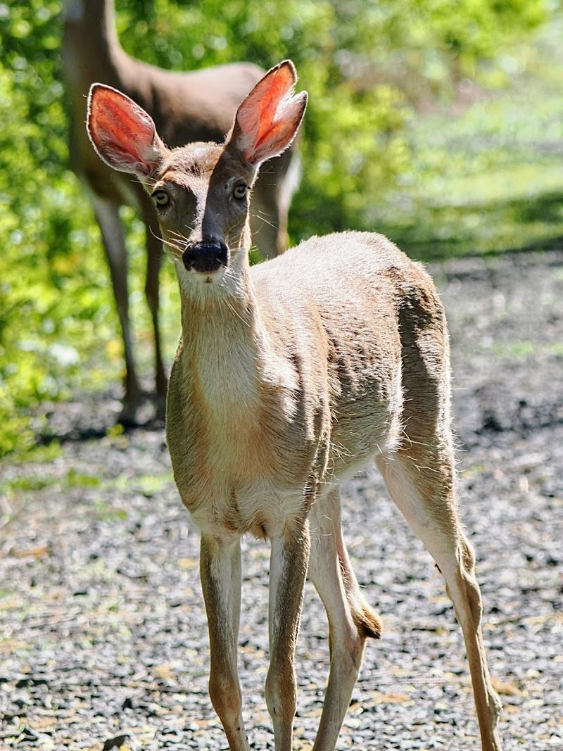 The Wildlife That Moved Back In After the Antennas Left