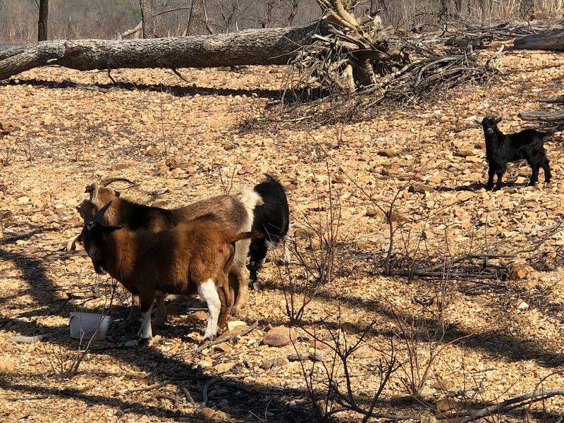 Meet the Residents: The Goats of the Island