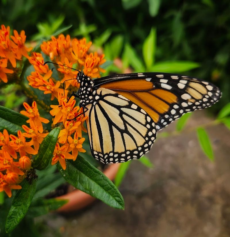 Native Butterfly Species: The Stars of the Show