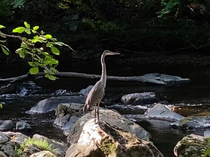Wildlife Viewing and Birdwatching Along the River Corridor