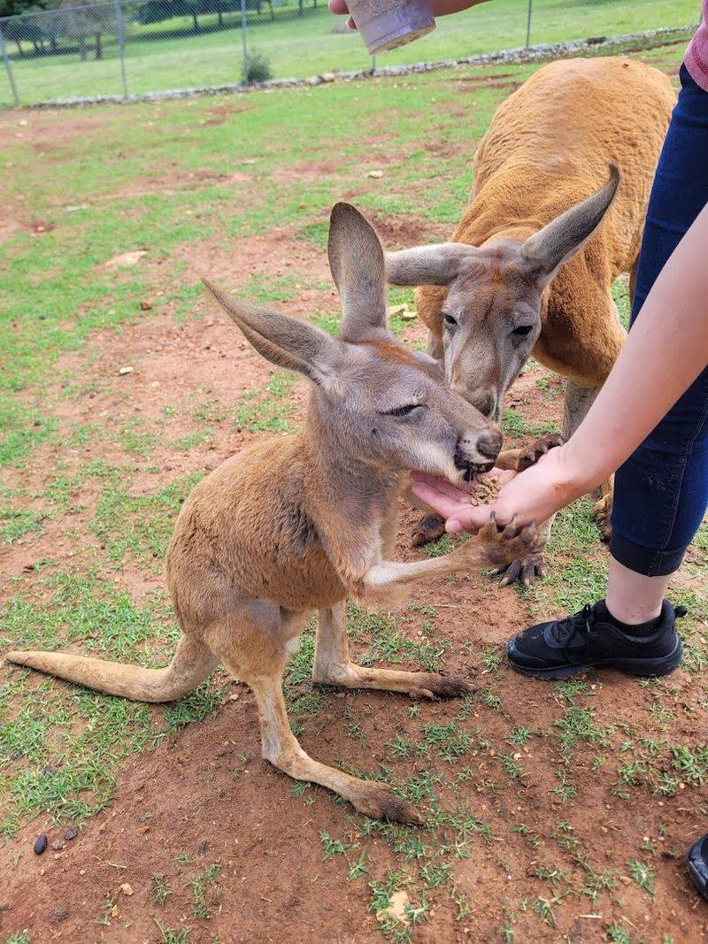 The Zoo Day Trip That Turns Into Much More Than A Zoo Trip