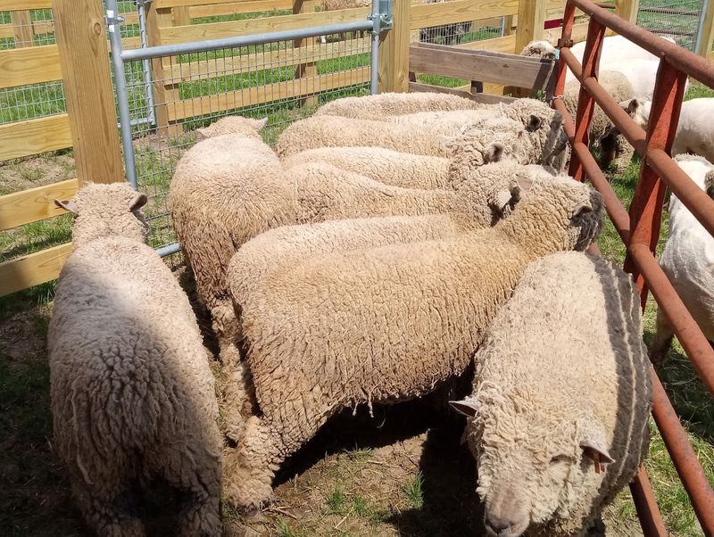 How The Farm Turns Local History Into Something Real